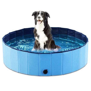 Dog Swimming Pool